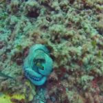 Amazing underwater encounters_4 "large octopus" #Malta #GoPro #Malta_2019 Amazing underwater encounters_4 "large octopus" #Malta #GoPro #Malta_2019