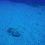 Amazing underwater encounters_1 " Flying Guernard" #Malta #GoPro #Malta_2019 Amazing underwater encounters_1 " Flying Guernard" #Malta #GoPro #Malta_2019