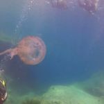 Amazing underwater encounters_3 "The jelly fish" #Malta #GoPro #Malta_2019 Amazing underwater encounters_3 "The jelly fish" #Malta #GoPro #Malta_2019