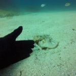 Amazing underwater encounters_5 "octopus interaction" #Malta #GoPro #Malta_2019 Amazing underwater encounters_5 "octopus interaction" #Malta #GoPro #Malta_2019