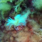 Amazing underwater encounters_2 "tube worm" #Malta #GoPro #Malta_2019 Amazing underwater encounters_2 "tube worm" #Malta #GoPro #Malta_2019