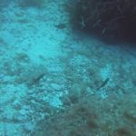 Cirkewwa (7) / 11.10.2019 #GoPro #Malta #PADI Cirkewwa (7) / 11.10.2019 #GoPro #Malta #PADI