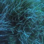 Cirkewwa (5) / 09.10.2019 #GoPro #Malta #PADI Cirkewwa (5) / 09.10.2019 #GoPro #Malta #PADI