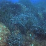 Cirkewwa (1) / 09.10.2019 #GoPro #Malta #PADI Cirkewwa (1) / 09.10.2019 #GoPro #Malta #PADI