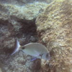 DCIM100GOPROGOPR0282.JPG