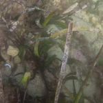 Dive against Debris (1) = Schlangenseestern / 14.10.2019 #GoPro #Malta #PADI #ProjectAware Dive against Debris (1) = Schlangenseestern / 14.10.2019 #GoPro #Malta #PADI #ProjectAware