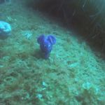 Cirkewwa (10) = @BlueElofant / 11.10.2019 #GoPro #Malta #PADI Cirkewwa (10) = @BlueElofant / 11.10.2019 #GoPro #Malta #PADI